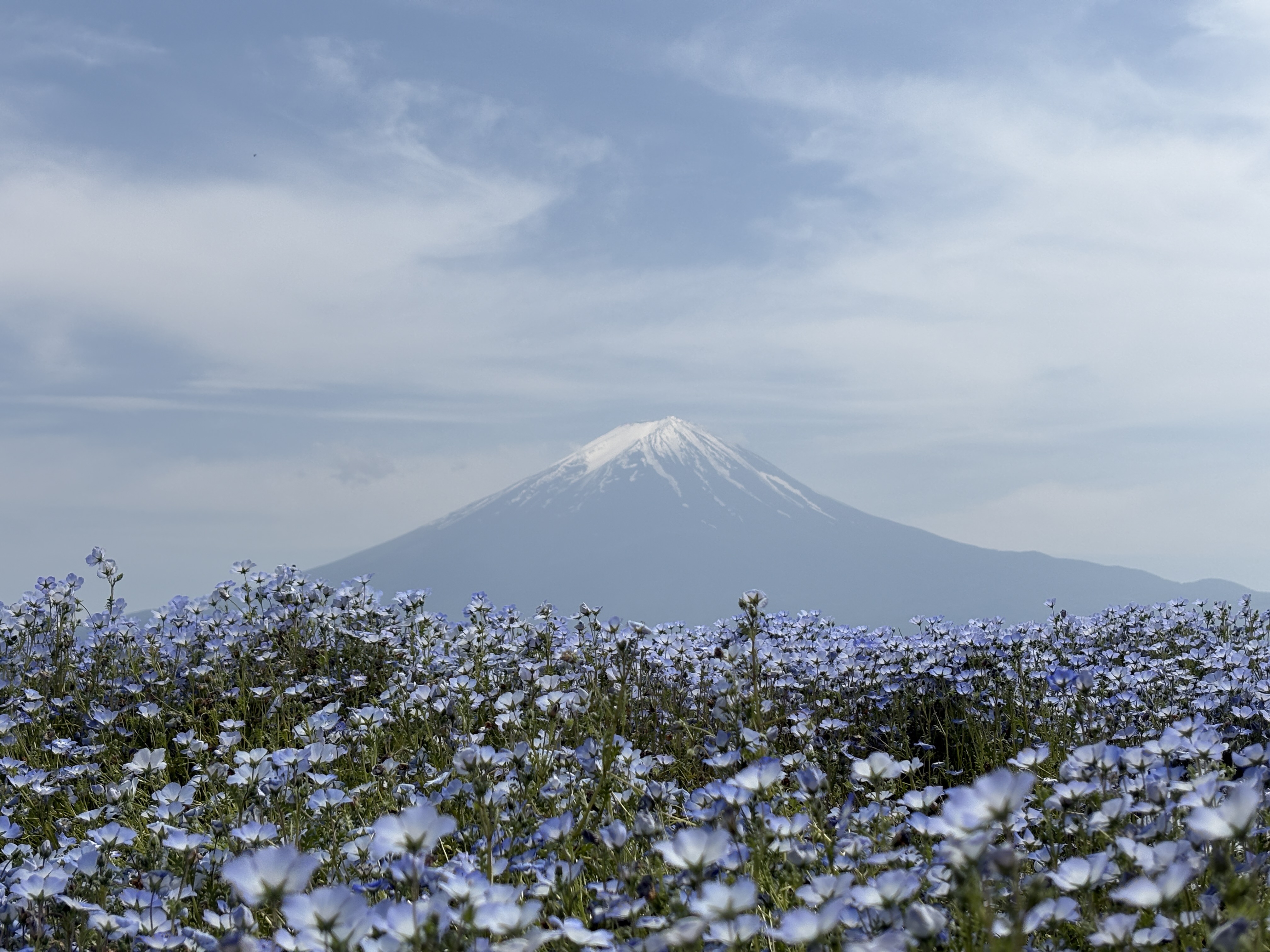 Mt. Fuji